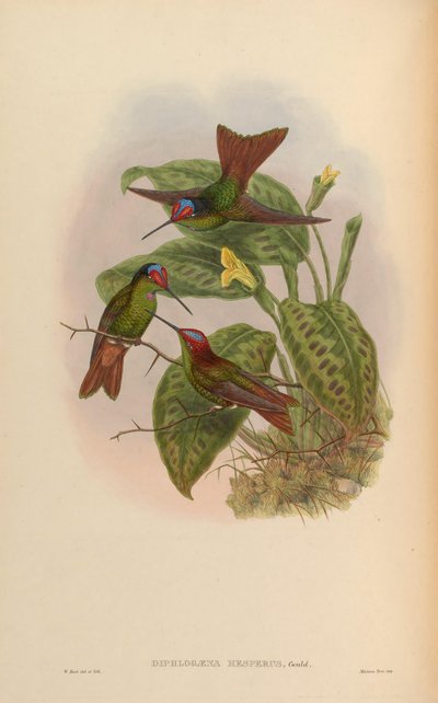 Diphlogaena hesperus = Coeligena iris hesperus by John Gould